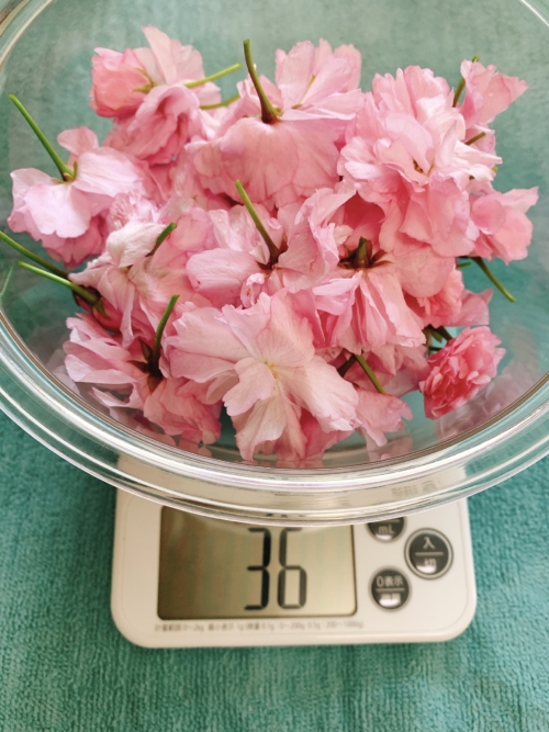 八重桜の重さを測る